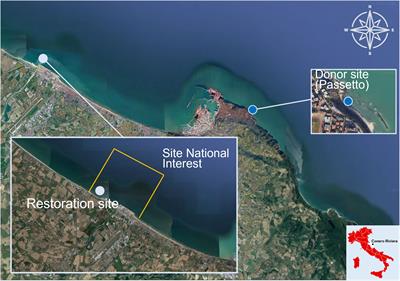 Combining passive and active restoration to rehabilitate a historically polluted marine site